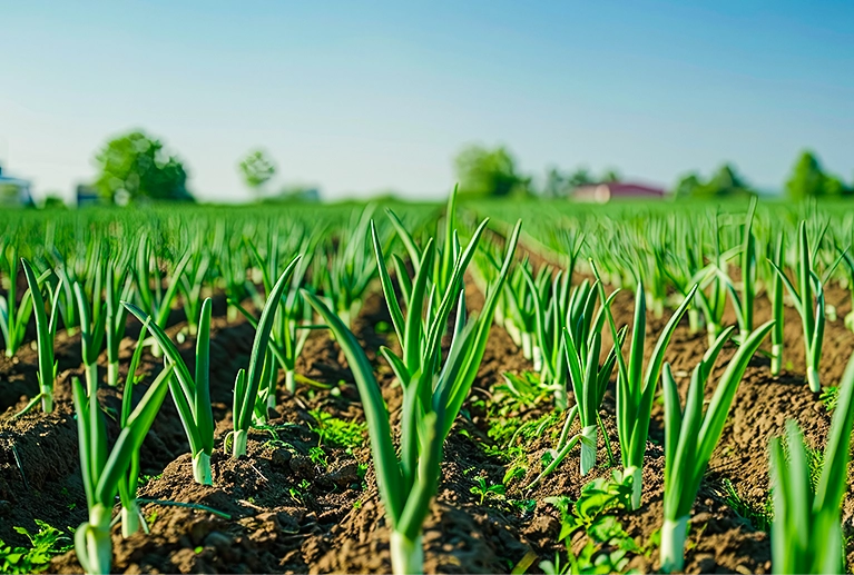 Shree Sai Trading has developed strong infrastructure facilities to support large-scale onion trading, storage, sorting, grading, and export operations.