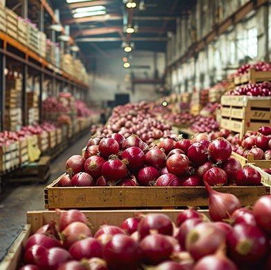 Shree Sai Trading maintains excellent storage capacity to support large-volume onion trading, bulk supply, and export operations throughout the year.