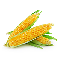 Maize